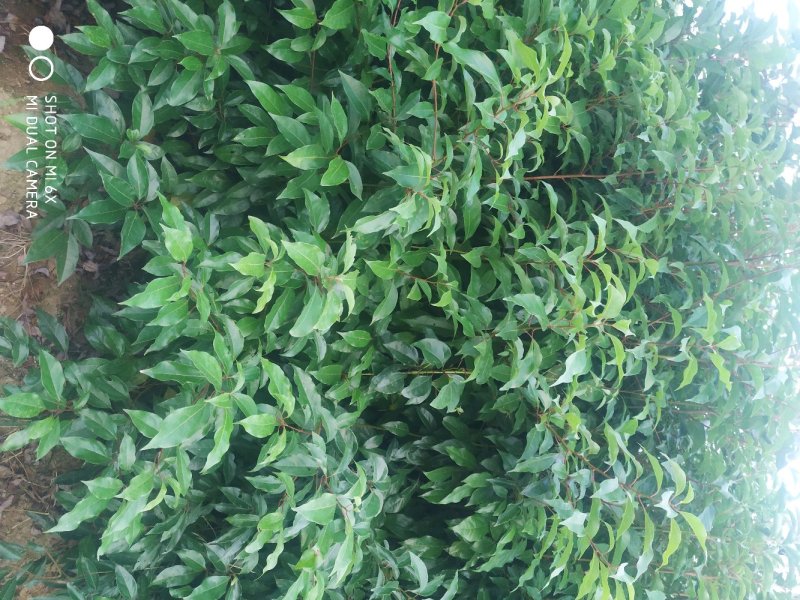 小叶香樟树苗大量有货价格优惠