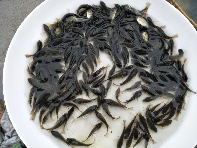 【产地发货】鸭嘴鱼苗，鸭嘴鲟鱼苗，免费提供养殖技术