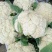 散花，松花，蔬菜，整车供应，有机花河北菜花，产区直发，