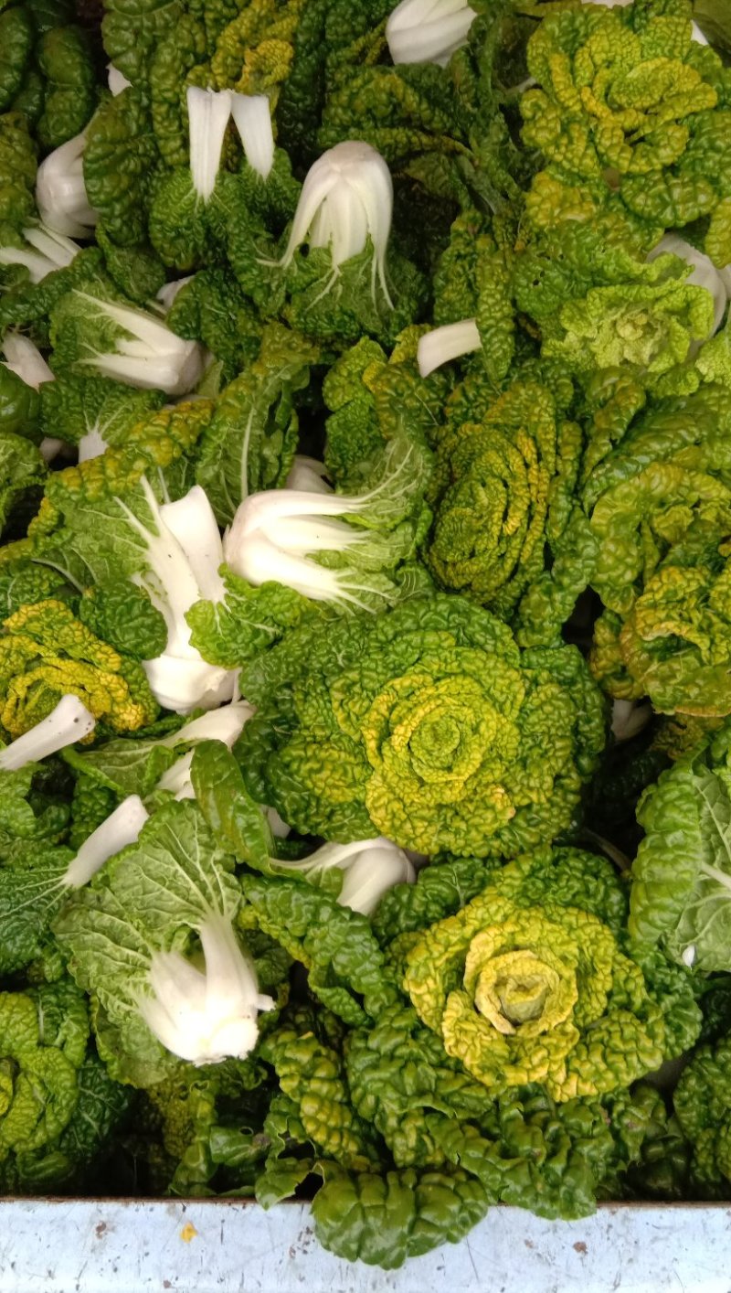 河南黄心菜已大量上市
