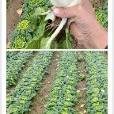 河南黄心菜已大量上市