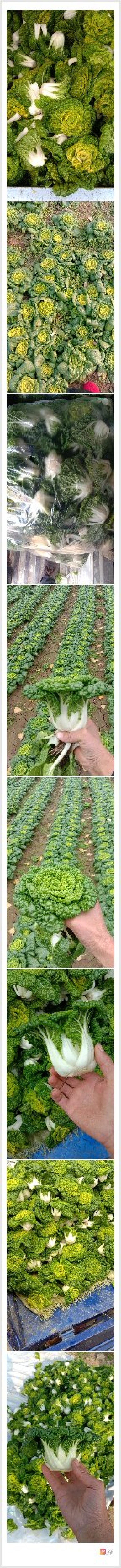 河南黄心菜已大量上市