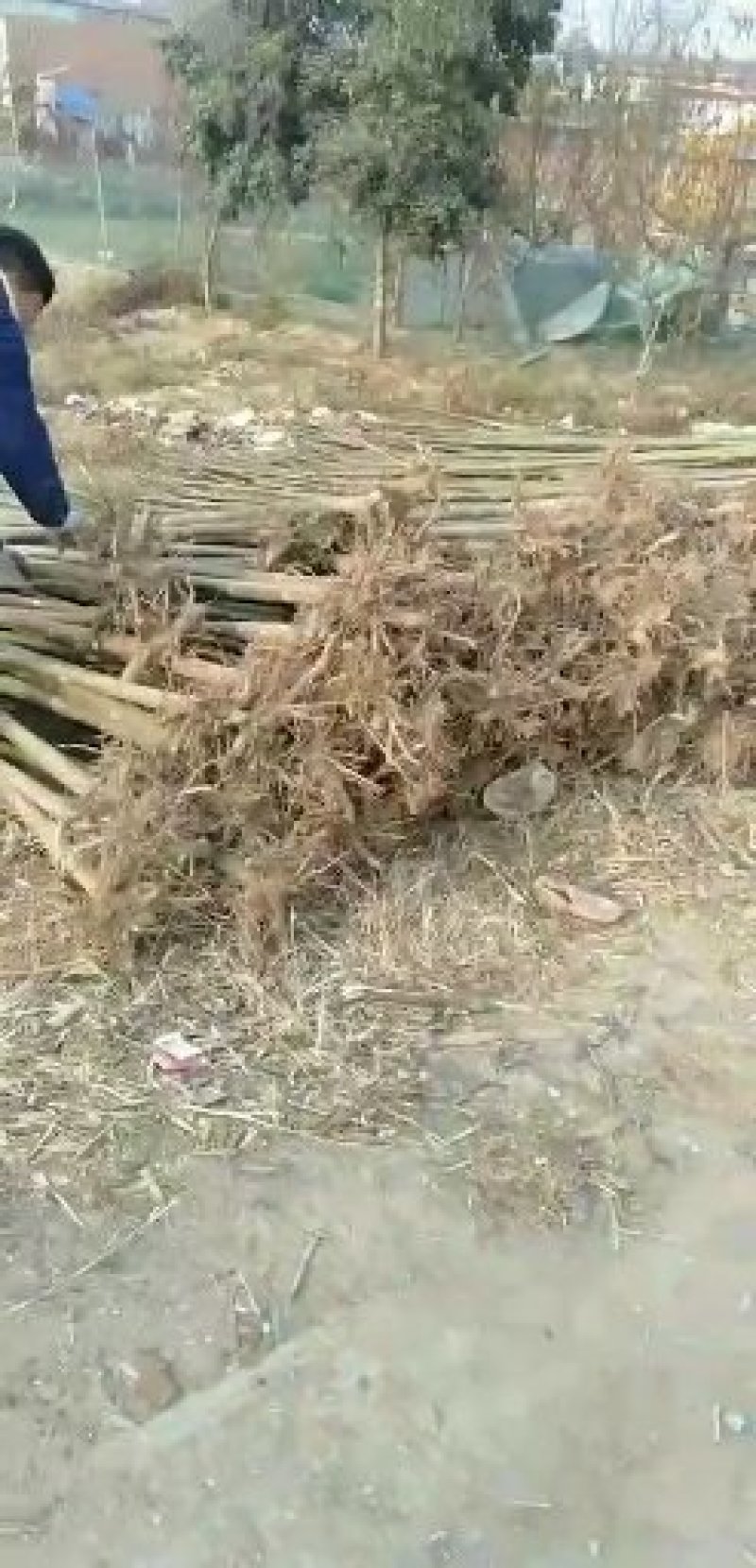 泡桐树苗泡桐种根全面批发大小规格齐全。欢迎订购。