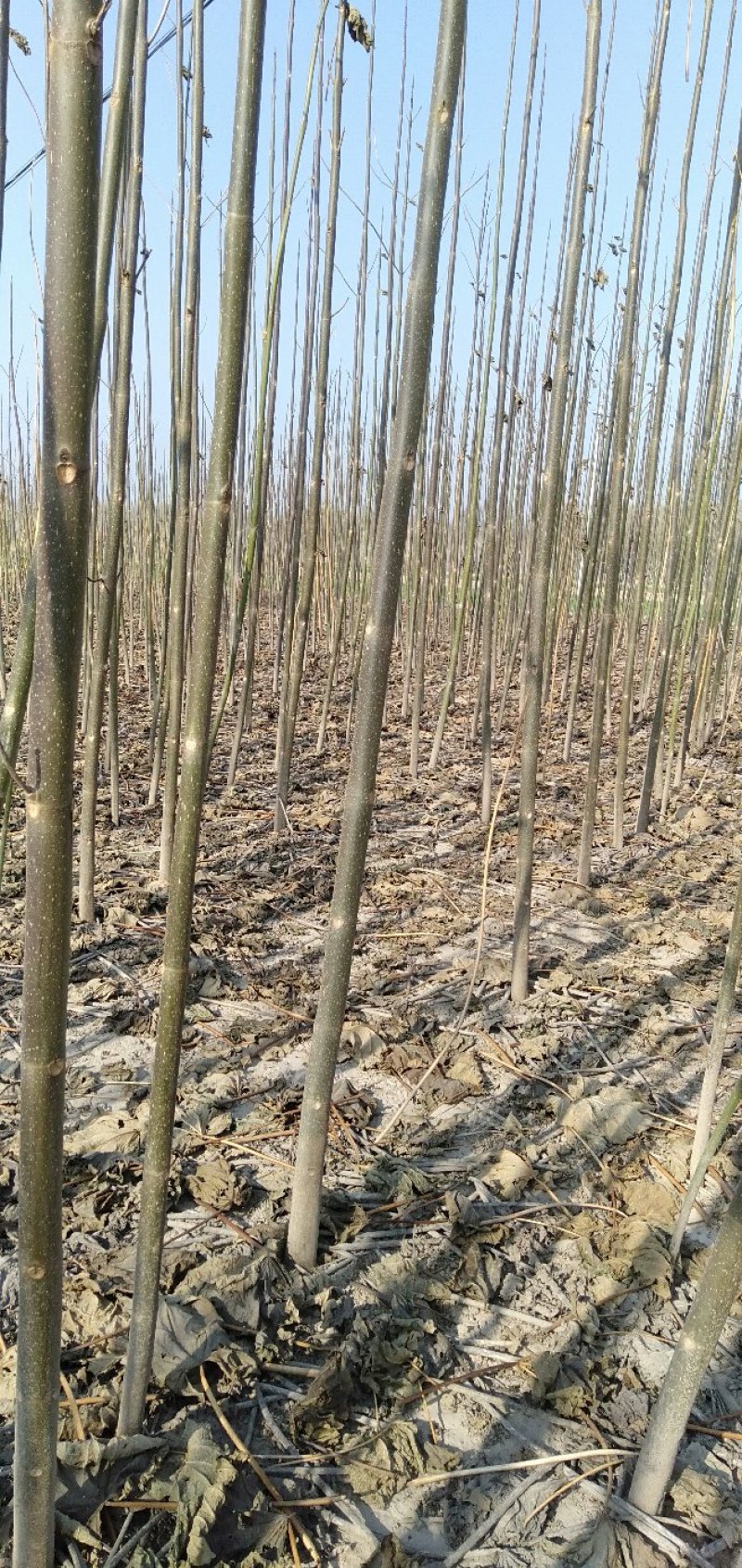 泡桐树苗泡桐种根全面批发大小规格齐全。欢迎订购。