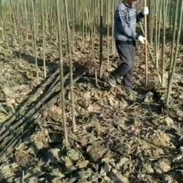 泡桐树苗泡桐种根全面批发大小规格齐全。欢迎订购。