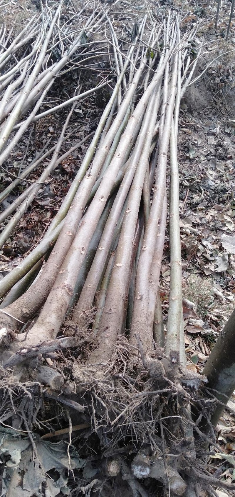 泡桐树苗泡桐种根全面批发大小规格齐全。欢迎订购。