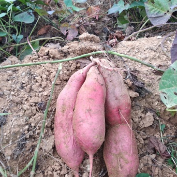 烟薯25，山岭地种植的