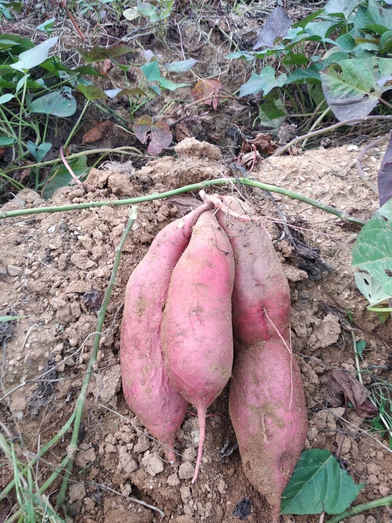 烟薯25，山岭地种植的