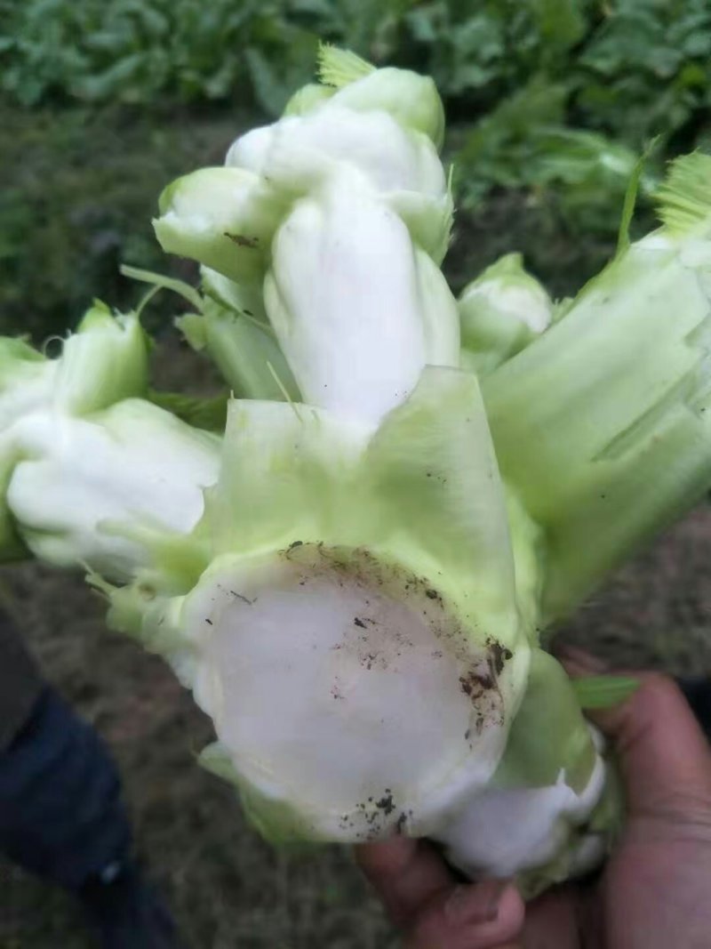 儿菜