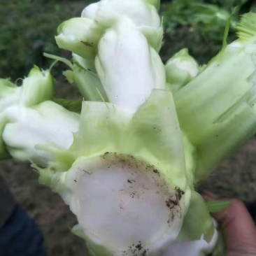 儿菜