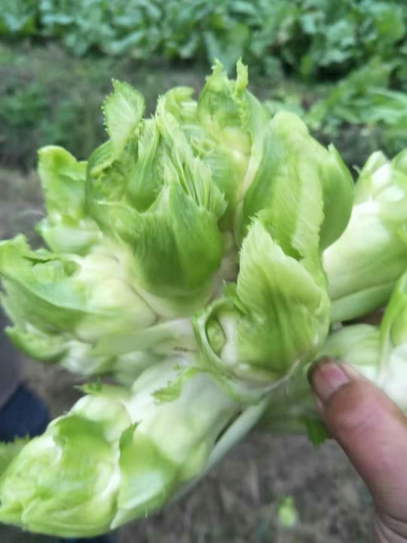 儿菜