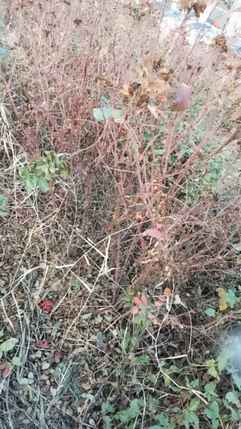 因地租到期，三年大田载种的金银花，玫瑰花，注，是大田树，