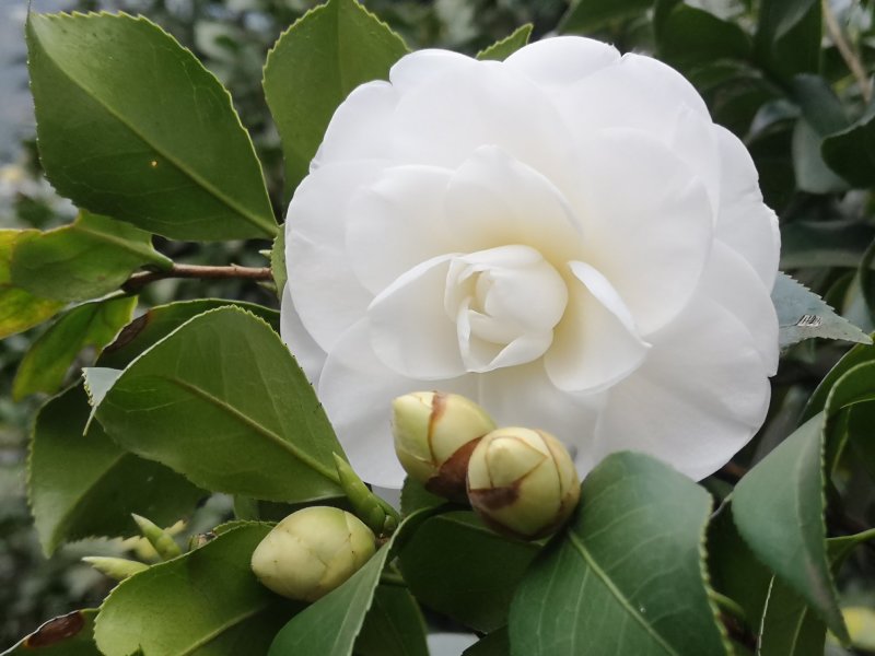 成都茶花茶花四川茶花批发基地大量批发茶花绿化苗木