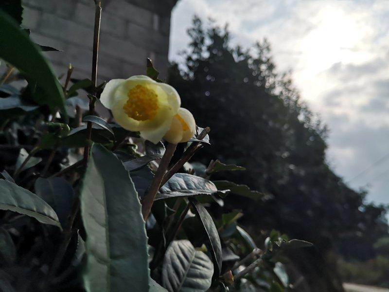 成都茶花茶花四川茶花批发基地大量批发茶花绿化苗木