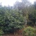 成都茶花茶花四川茶花批发基地大量批发茶花绿化苗木