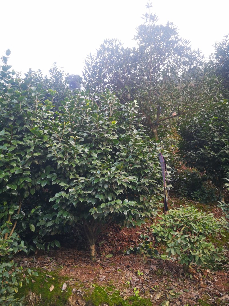 成都茶花茶花四川茶花批发基地大量批发茶花绿化苗木