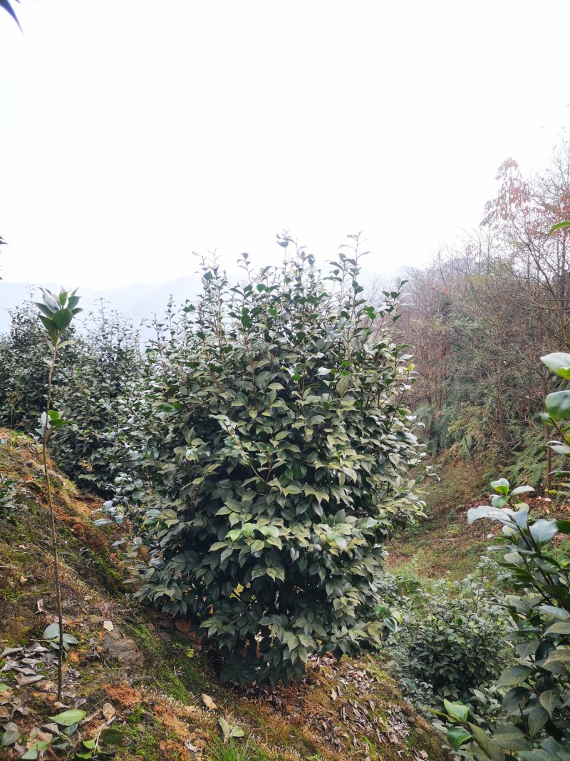 成都茶花茶花四川茶花批发基地大量批发茶花绿化苗木