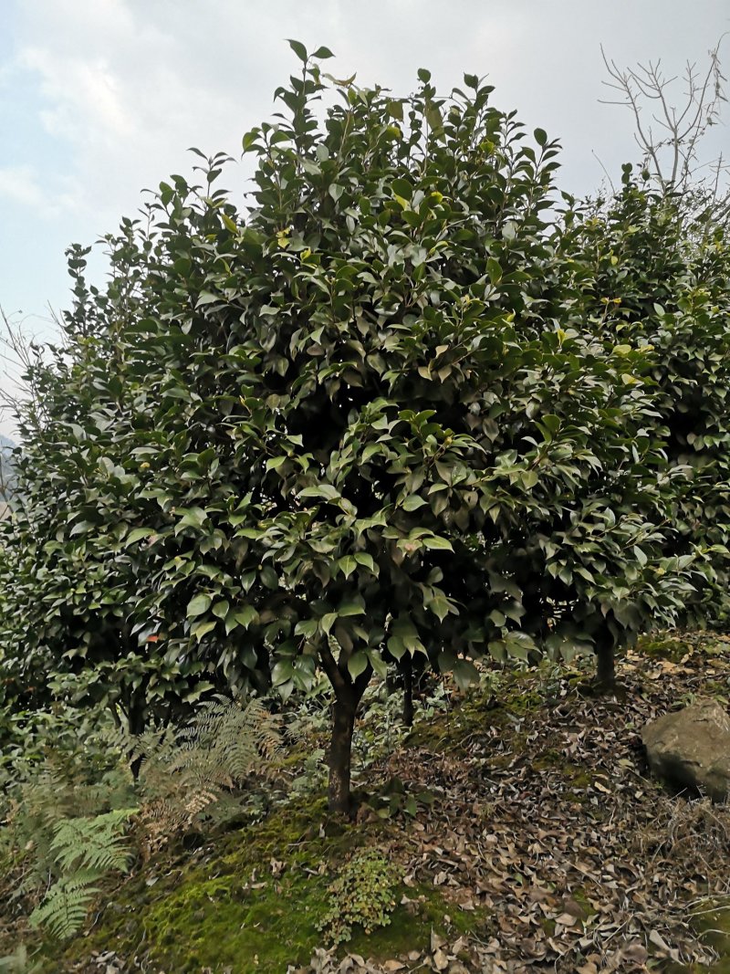 成都茶花茶花四川茶花批发基地大量批发茶花绿化苗木