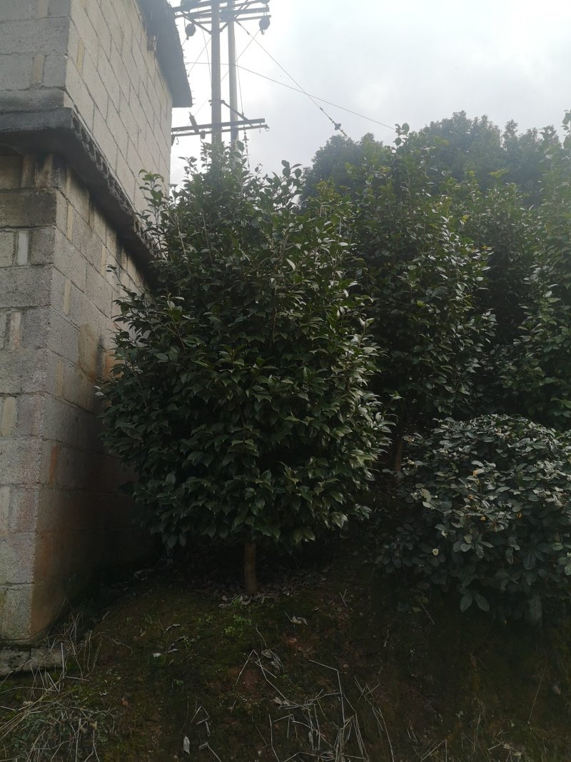 成都茶花茶花四川茶花批发基地大量批发茶花绿化苗木