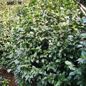 成都茶花茶花四川茶花批发基地大量批发茶花绿化苗木