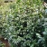 成都茶花茶花四川茶花批发基地大量批发茶花绿化苗木
