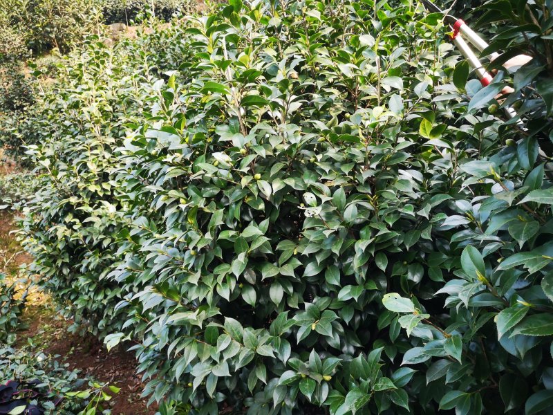 成都茶花茶花四川茶花批发基地大量批发茶花绿化苗木