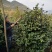 成都茶花茶花四川茶花批发基地大量批发茶花绿化苗木