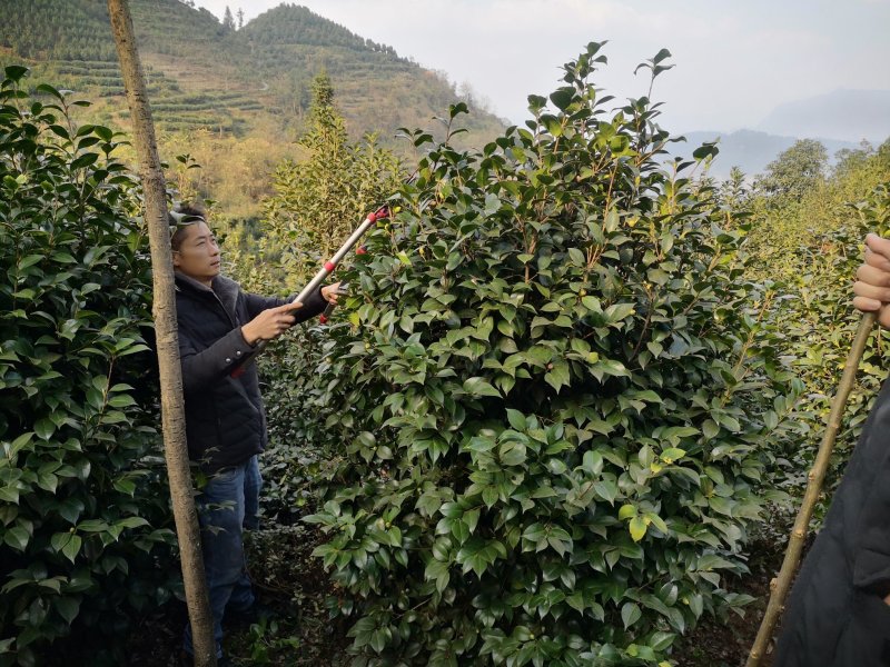成都茶花茶花四川茶花批发基地大量批发茶花绿化苗木