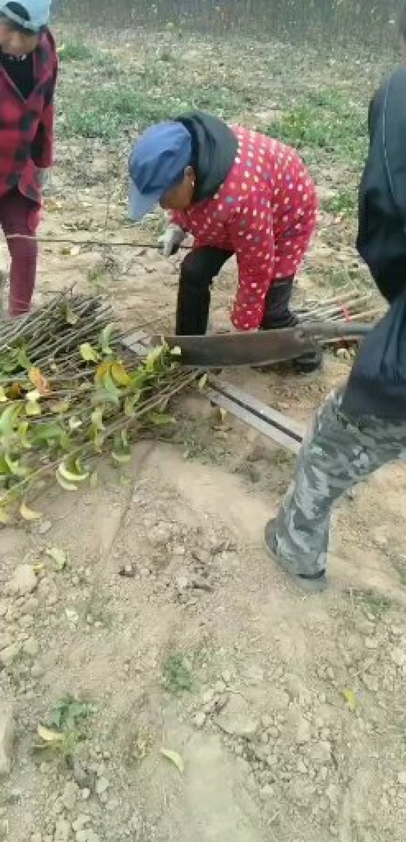 河南秋月梨苗直接批发0.8以上通货元普苗通货。规格齐全。