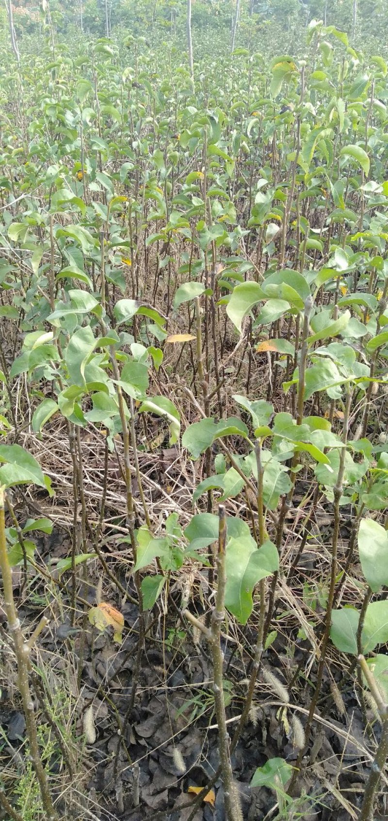 河南秋月梨苗直接批发0.8以上通货元普苗通货。规格齐全。
