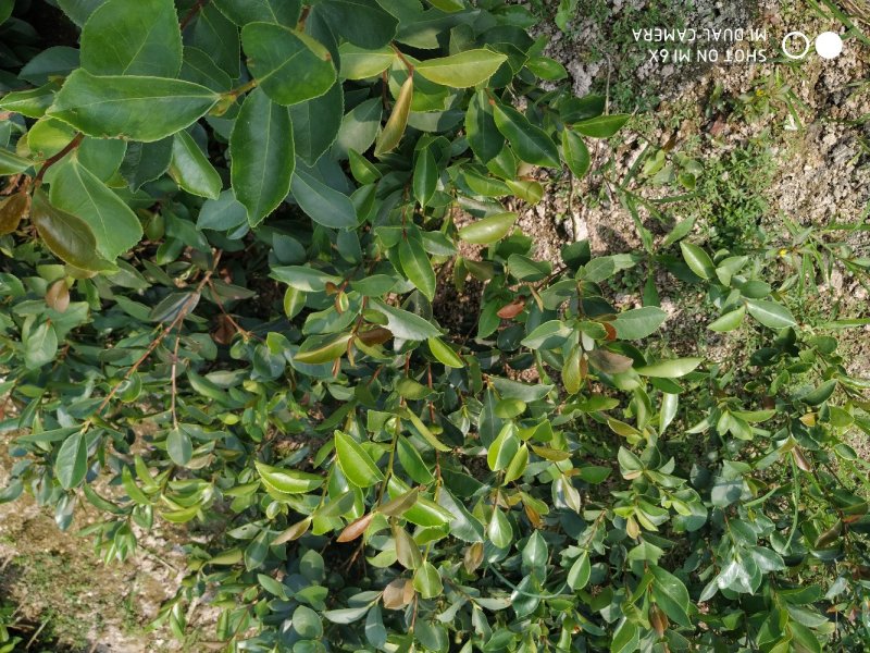 油茶实生苗，油茶嫁接苗。高产油茶苗