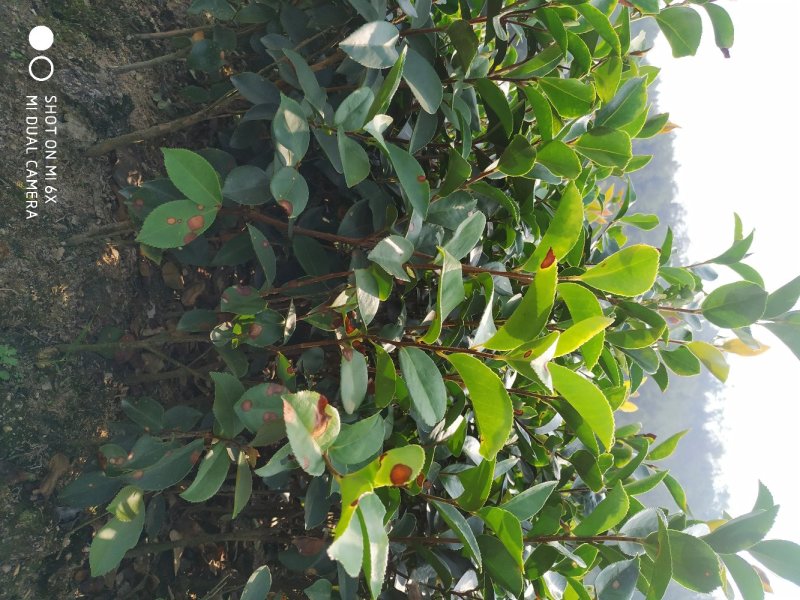 油茶实生苗，油茶嫁接苗。高产油茶苗