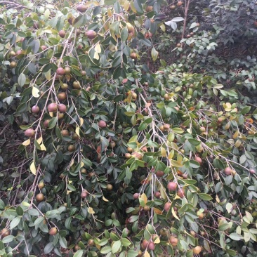 油茶实生苗，油茶嫁接苗。高产油茶苗