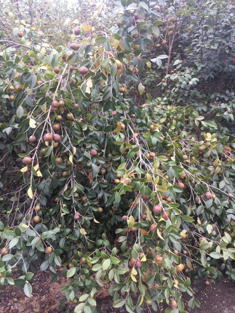 油茶实生苗，油茶嫁接苗。高产油茶苗