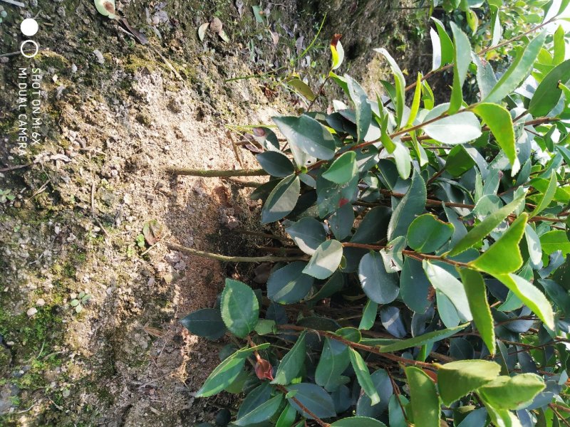 油茶实生苗，油茶嫁接苗。高产油茶苗