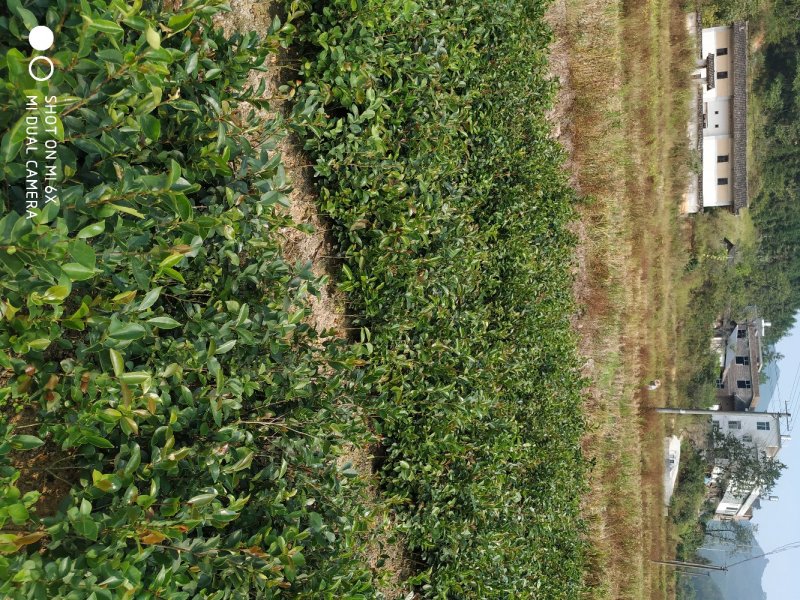 油茶实生苗，油茶嫁接苗。高产油茶苗