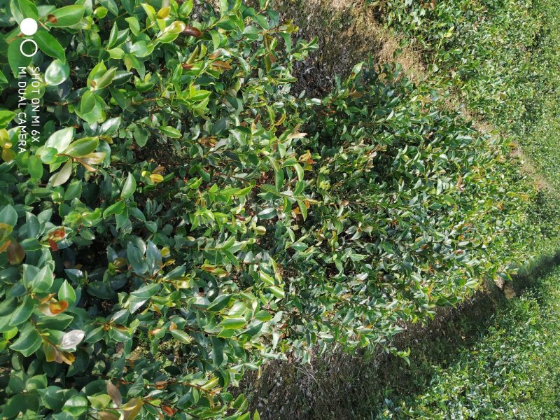 油茶实生苗，油茶嫁接苗。高产油茶苗