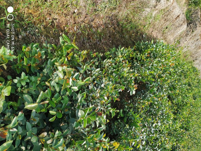 油茶实生苗，油茶嫁接苗。高产油茶苗