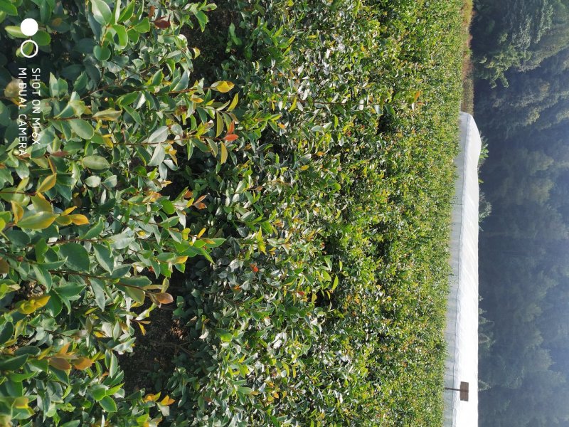 油茶实生苗，油茶嫁接苗。高产油茶苗