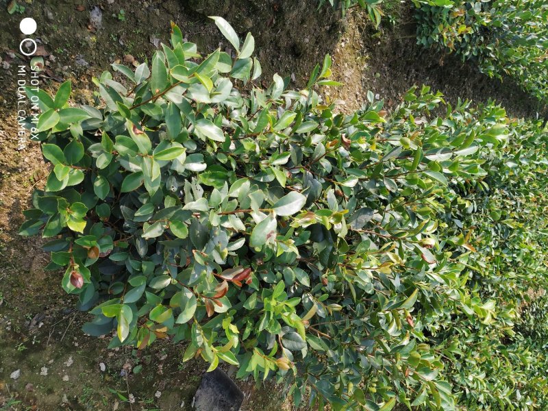 油茶实生苗，油茶嫁接苗。高产油茶苗