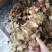 野生金刚藤（菝葜金刚刺）大量供应