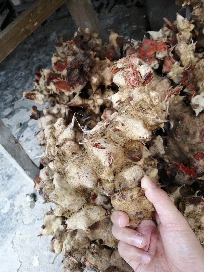 野生金刚藤（菝葜金刚刺）大量供应