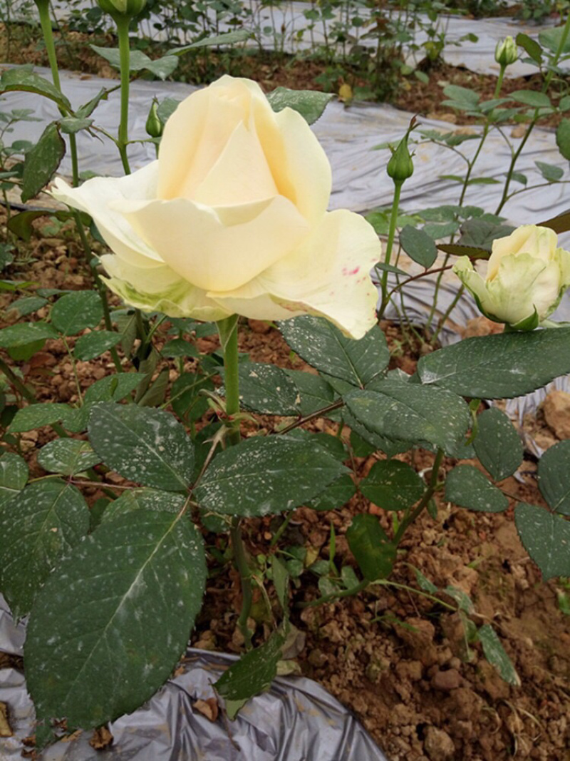 欧月蜜桃雪山经典切花月季花苗香槟色阳台盆栽地栽