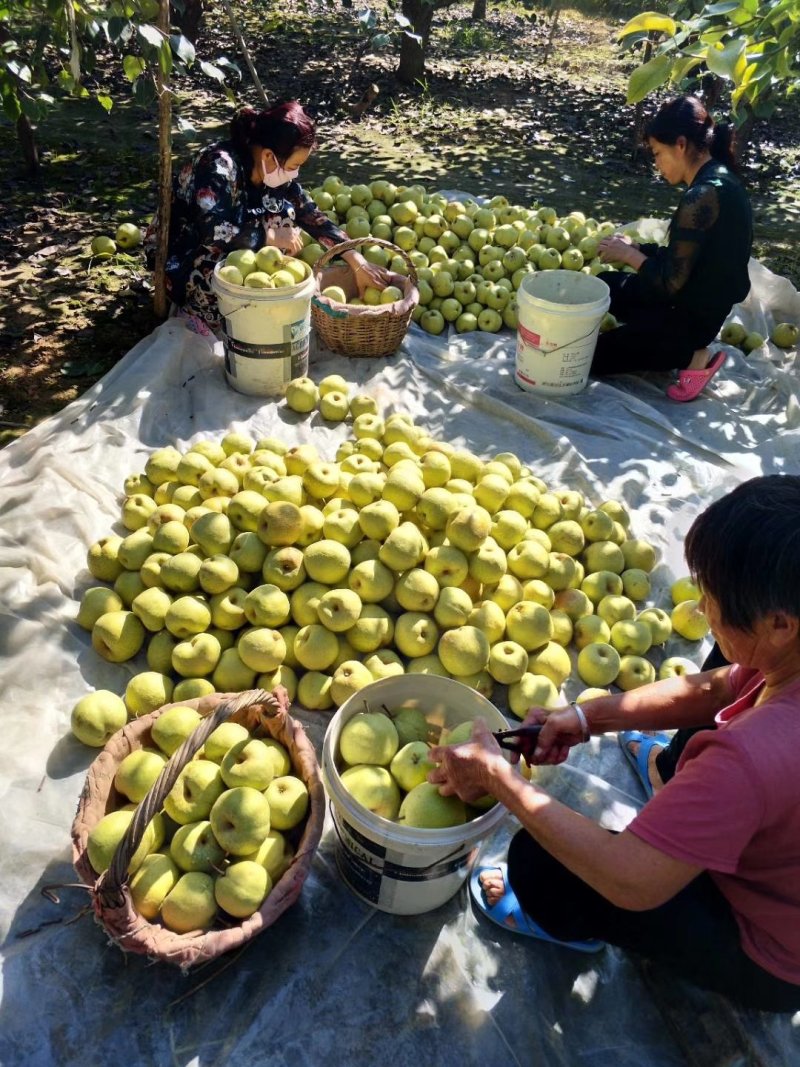 砀山梨核小无渣老树果对接电商代发全国原产地供应