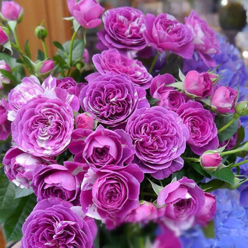 月季苗芬芳宝石月季多头浓香勤花