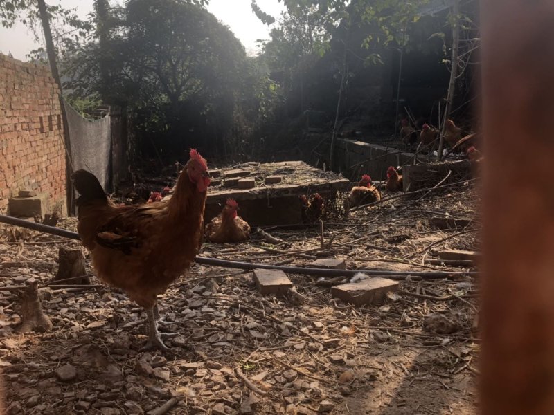 自己家散养鸡，环境无污染，散养深山林地中。