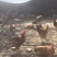 自己家散养鸡，环境无污染，散养深山林地中。
