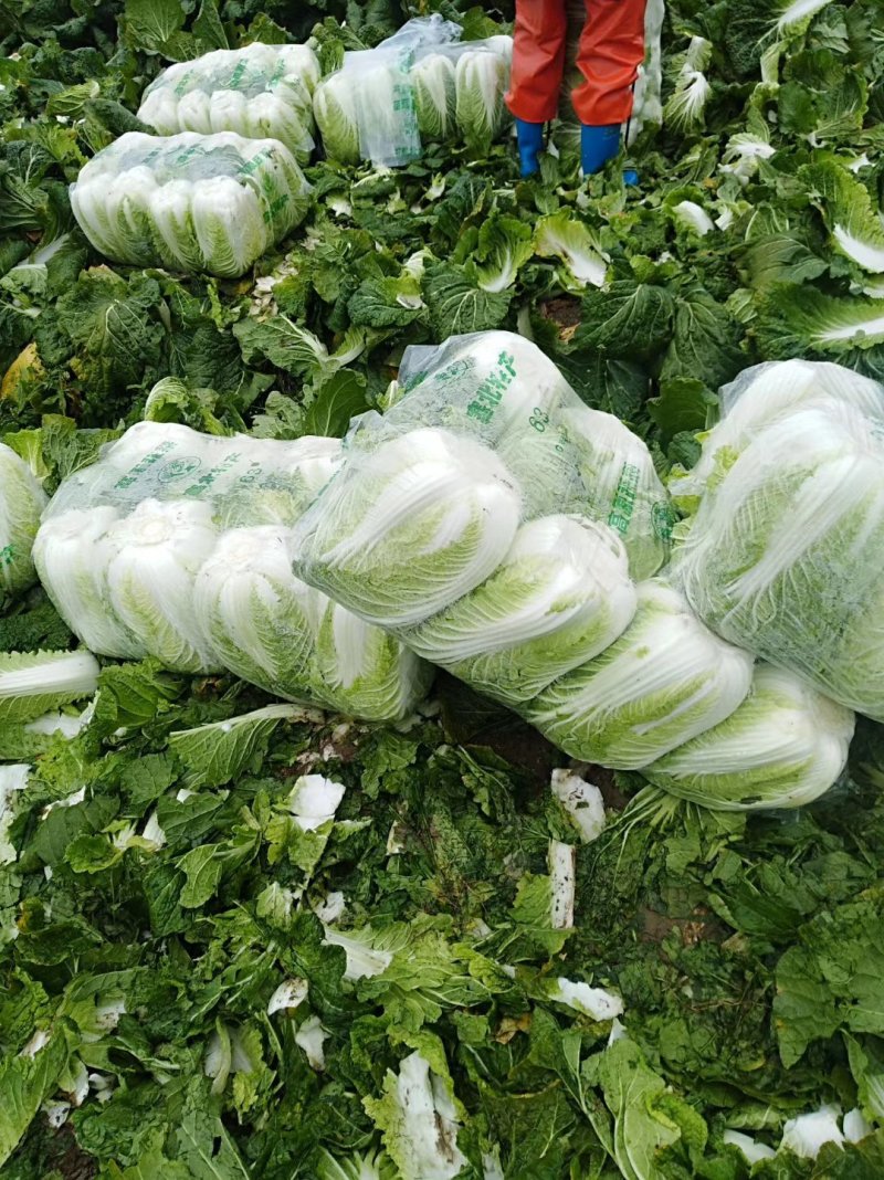 湖北天门供应矮棵黄心白菜4一6斤，产地直供
