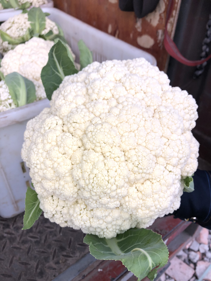 四川自贡优质散花，大量供应