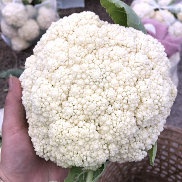 四川自贡优质散花，大量供应